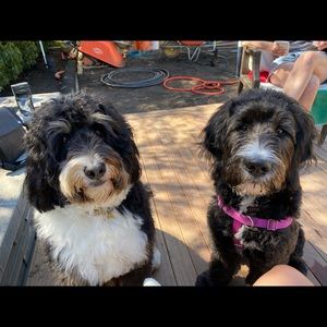 Meet your Posher, Pamela